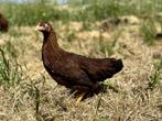 Jonge tamme Welsumer kriel kippen gesekst en ingeënt, Dieren en Toebehoren, Vrouwelijk, Kip