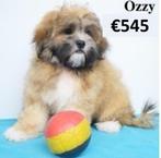 "Ozzy" Lhasa Apso reutje pup te koop (Belgisch), Dieren en Toebehoren, Honden | Chihuahua's en Gezelschapshonden, België, 15 weken tot 1 jaar