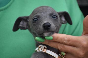 Whippet pups beide ouders hier aanwezig beschikbaar voor biedingen