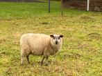 Jonge Bleu du Maine ooitjes, Dieren en Toebehoren, Schapen, Geiten en Varkens