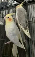 Twee Mooie Valkparkieten met DNA, Femelle, Perruche, Bagué