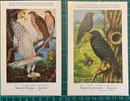 Vier oude ansichtkaarten met vogels, Ophalen of Verzenden