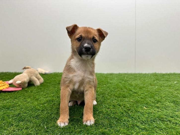 Kruising Shiba Inu x Mix pups, Dieren en Toebehoren, Honden | Niet-rashonden, Reu, Fokker | Professioneel, Meerdere, België, 8 tot 15 weken