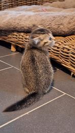 Brits korthaar kittens, Dieren en Toebehoren, Katten en Kittens | Raskatten | Korthaar, Meerdere dieren, Gechipt, 0 tot 2 jaar