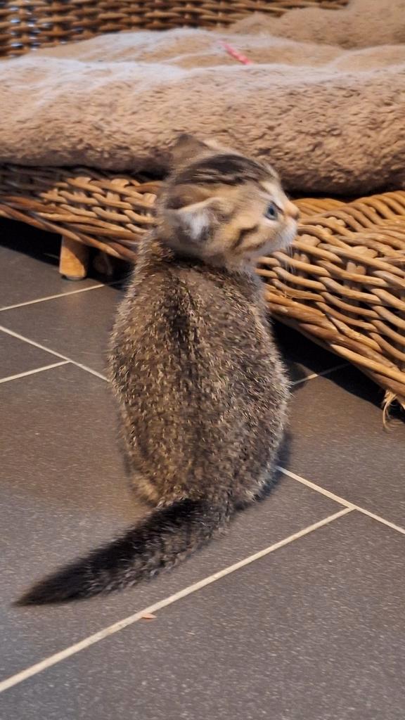 Brits korthaar kittens, Dieren en Toebehoren, Katten en Kittens | Raskatten | Korthaar, Meerdere dieren, 0 tot 2 jaar, Gechipt