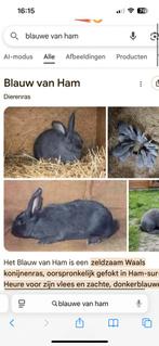 Gezocht blauwe van ham konijn!, Dieren en Toebehoren, Konijnen