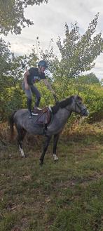 Knappe C en D pony, Meerdere dieren, Niet van toepassing, Gechipt, 3 tot 6 jaar
