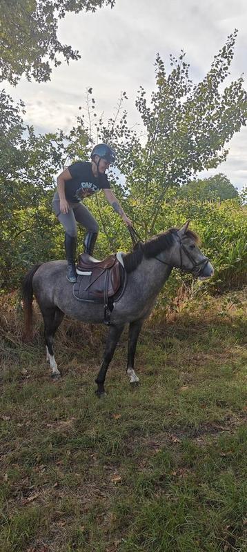 Knappe C en D pony beschikbaar voor biedingen