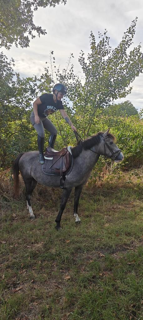 Knappe C en D pony, Dieren en Toebehoren, Pony's, Meerdere dieren, Niet van toepassing, 3 tot 6 jaar, Met stamboom, Gechipt, Ontwormd