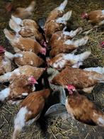 Legkippen, Vrouwelijk, Kip