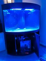 Aquarium d'angle récifal eau de mer marin, Dieren en Toebehoren, Ophalen, Gebruikt, Leeg aquarium