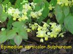 Epimedium versicolor 'Sulphureum', de elfenbloem., Printemps, Enlèvement, Mi-ombre, Plante fixe
