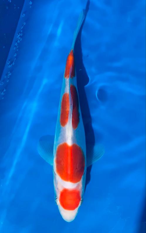 Magnifique Koï Tosai maruten doitsu kohaku 25 cm mâle, Tuin en Terras, Vijvers