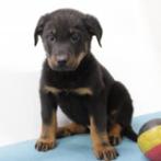 Beauceron pups te koop (Belgisch), België, CDV (hondenziekte), 8 tot 15 weken, Meerdere