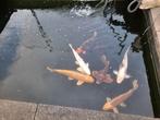 Kois, Dieren en Toebehoren, Karper of Koi