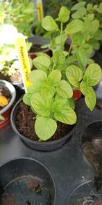 Pepermunt 'Pluto', Vaste plant, Ophalen of Verzenden, Halfschaduw, Kruiden
