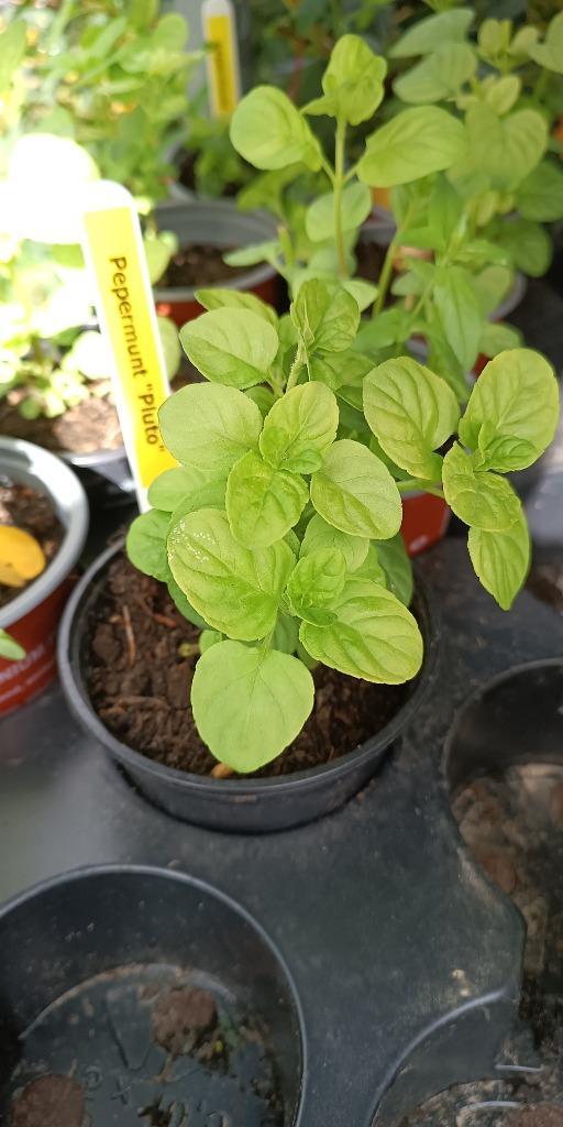Pepermunt 'Pluto', Tuin en Terras, Planten | Tuinplanten, Vaste plant, Kruiden, Halfschaduw, Zomer, Ophalen of Verzenden