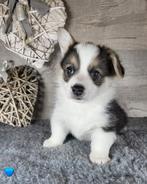 Welsh Corgi Pembroke pups / met stamboom KMSH, Parvo, België, Fokker | Hobbymatig, Overige rassen
