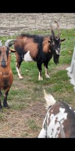 Geitenbok, Dieren en Toebehoren, Schapen, Geiten en Varkens