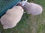 schapen, Dieren en Toebehoren, Schapen, Geiten en Varkens, Mannelijk, Schaap, 0 tot 2 jaar