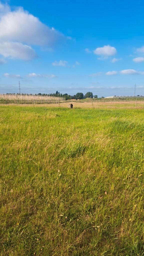 Plekje vrij op Paddock paradise te Aartselaar, Animaux & Accessoires, Box & Pâturages, Mise à l'étable, Pâturage, 2 ou 3 chevaux ou poneys