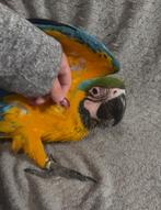 Jonge ara ararauna EAM, Dieren en Toebehoren, Geslacht onbekend, Papegaai, Geringd