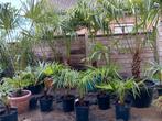Palmbomen tarchycarpus fortunei prijzen vanaf 10€ tot 100€, Enlèvement ou Envoi