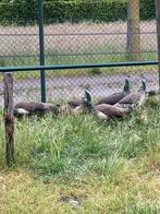 Pauwen vrouwen en 2 hanen, Dieren en Toebehoren, Pluimvee, Meerdere dieren, Overige soorten