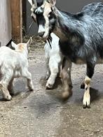Dwerggeitjes, Dieren en Toebehoren