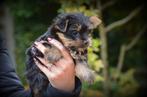 Yorkshire Terrier toy, Dieren en Toebehoren, Honden | Jack Russells en Terriërs, Yorkshire Terriër, België, CDV (hondenziekte)