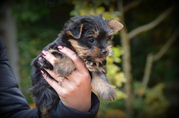 Yorkshire Terrier toy beschikbaar voor biedingen