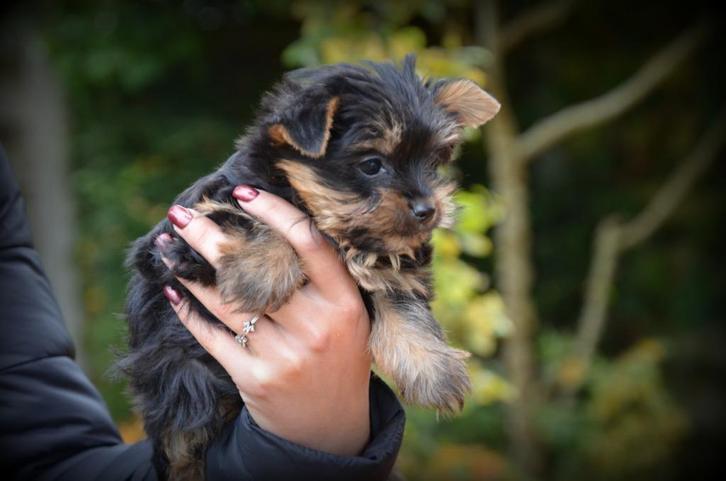 Yorkshire Terrier toy, Dieren en Toebehoren, Honden | Jack Russells en Terriërs, Teef, Yorkshire Terriër, Fokker | Professioneel