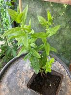 Groene Munt (6 plantjes), Tuin en Terras, Planten | Tuinplanten, Vaste plant, Ophalen of Verzenden, Halfschaduw, Kruiden