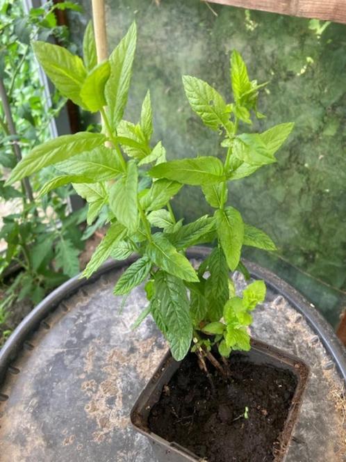 Groene Munt (6 plantjes), Tuin en Terras, Planten | Tuinplanten, Vaste plant, Kruiden, Halfschaduw, Zomer, Ophalen of Verzenden