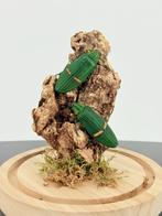 Opgezette Smaragdgroene Juweelkevers - Wildernis Atelier