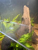 Wildkleur garnalen, Dieren en Toebehoren, Vis, Zoetwatervis, Schoolvis