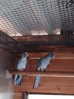 Blauwe pennanten van 2025, Dieren en Toebehoren, Geringd