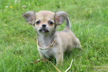 Chihuahua pups mooie keuze beschikbaar voor biedingen