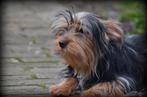 pup Yorkshire Terrier, Dieren en Toebehoren, Honden | Jack Russells en Terriërs, België, 15 weken tot 1 jaar, Reu, Meerdere
