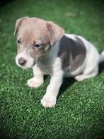 Jack Russel pups, België, Jack Russell Terriër, CDV (hondenziekte), 8 tot 15 weken