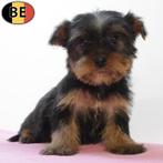 Yorkshire Terriër - Belgische pups te koop, Dieren en Toebehoren, Yorkshire Terriër, België, Handelaar, CDV (hondenziekte)