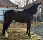 Colorit Z 3 yo, Dieren en Toebehoren, Springpaard, Z, Ruin, 170 tot 175 cm