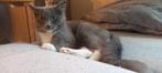 Ragdoll poes ( herplaatsing), Poes, Gechipt, 0 tot 2 jaar