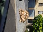 Bois de chauffage, Tuin en Terras, Brandhout, 6 m³ of meer, Ophalen, Eikenhout, Blokken