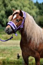 ONWIJS LIEVE  EN GROTE NSPS SHETLANDER RUIN, Dieren en Toebehoren, Pony's, Ruin, 0 tot 2 jaar, A pony (tot 1.17m), Onbeleerd