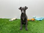 Nestje Italiaanse Windhondjes pups, België, Overige rassen, CDV (hondenziekte), 8 tot 15 weken