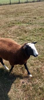 Jonge schaapsram te koop of te ruil, Dieren en Toebehoren