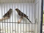 Moineaux rouges, Animaux & Accessoires, Oiseaux | Canaris