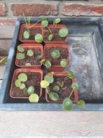 pannenkoekenplanten, stekjes, per stuk uit te kiezen, Ophalen
