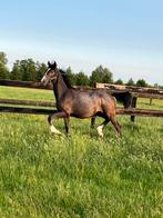 Jaarling hengst van Ermitage Kalone, Dieren en Toebehoren, Springpaard, Minder dan 160 cm, Gechipt, 0 tot 2 jaar
